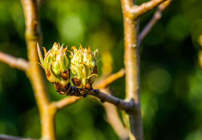 Close-up of red flowering plant