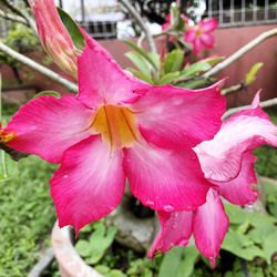 Close-up of pink flower