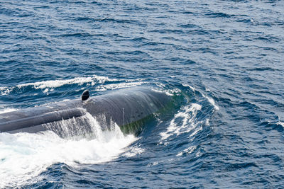 View of whale swimming in sea