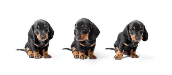 Portrait of a dog over white background