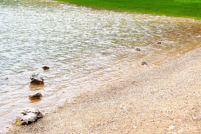 High angle view of bird in water