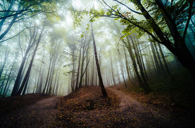 Trees in forest