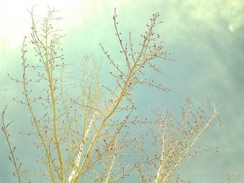 Low angle view of bare trees against sky