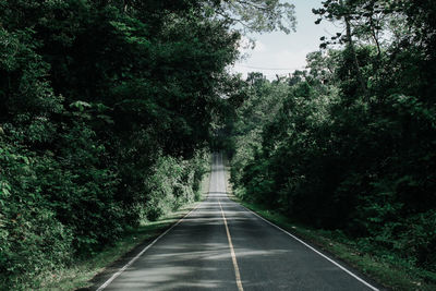 Empty road along trees