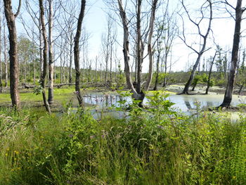 Scenic view of lake in forest