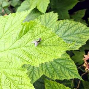 Close-up of insect on leaf