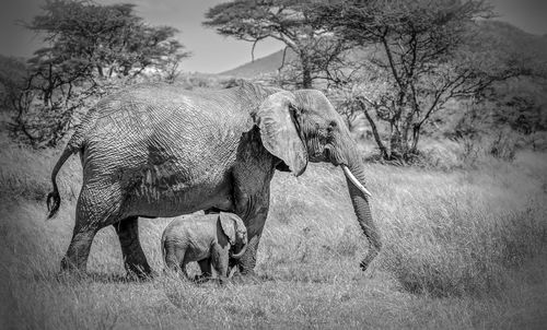 Mother elephant and her baby calf walking together.