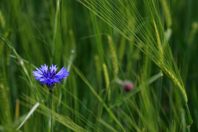 Close-up of purple flower growing in field