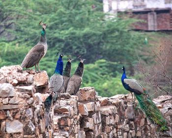 Birds perching on a wall