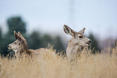 View of deer on field