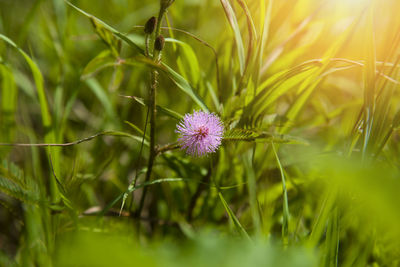 Close-up of purple flowering plant on field