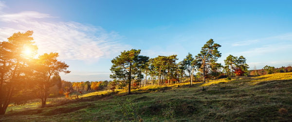 Trees on field against sky