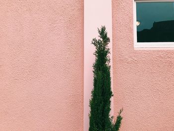 Plants growing against wall of building