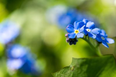 Close-up of purple blue flower