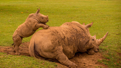 White rhino calf seeking attention from its mother