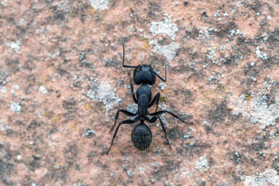 Close-up of ant
