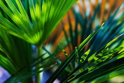 Close-up of palm tree growing in field