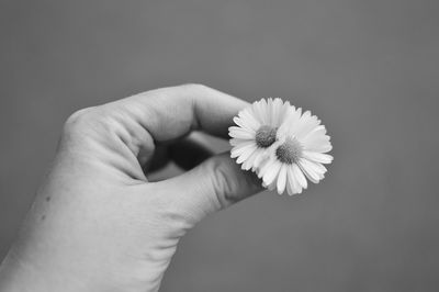 Close-up of cropped hand holding white flower