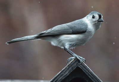 bird
