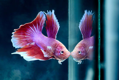 Close-up of fish swimming in sea