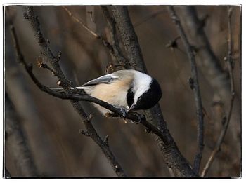 Close-up of bird perching on twig