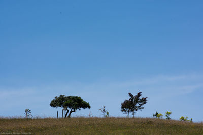 Trees on field against sky