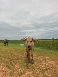 Horses in a field