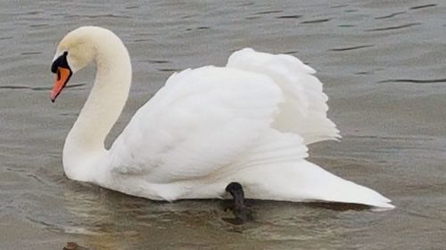 Swan swimming in lake