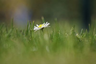 Close-up of white flower on field