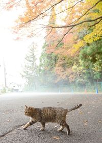 Cat lying on the road