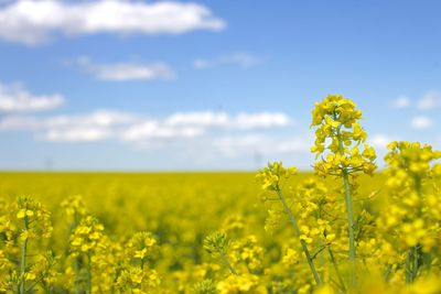 Close-up of yellow flowers in rapeseed field