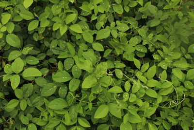 Full frame shot of leaves