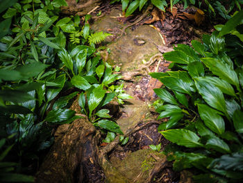 High angle view of trees growing in forest