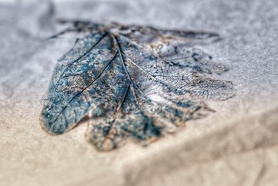 Close-up of blue leaf
