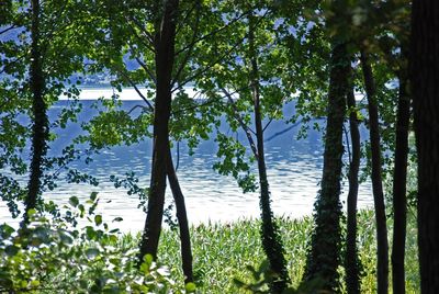 Reflection of trees in water