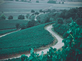 High angle view of agricultural field