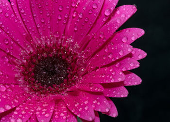 Close-up of wet pink flower blooming outdoors