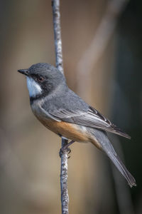 Close-up of bird perching on twig