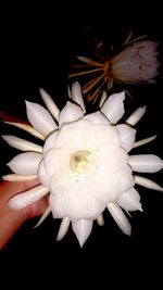 Close-up of white flower over black background