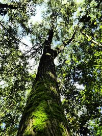 Low angle view of trees against sky