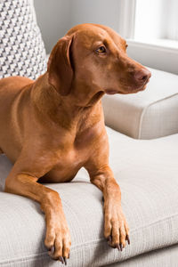 Vizsla relaxing on bed at home