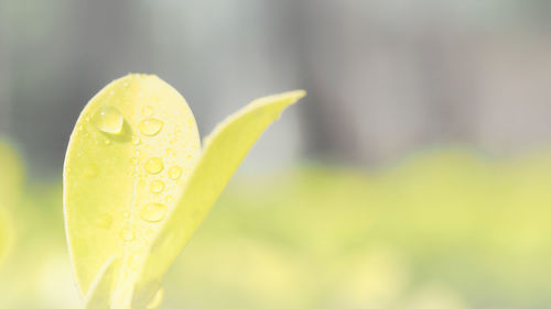 Close-up of wet yellow flower