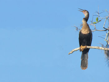 Low angle view of bird perching on branch against sky
