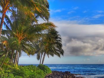 Palm trees on beach against blue sky