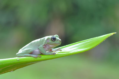 Close-up of tree frog on leaf