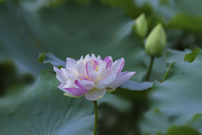 Close-up of pink flower growing outdoors