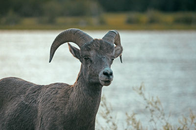 Portrait of animal against lake