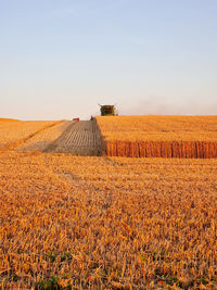 Harvesting combine working on the field of wheat at sunset time, modern agricultural transport. 