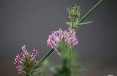 Close-up of pink flowers