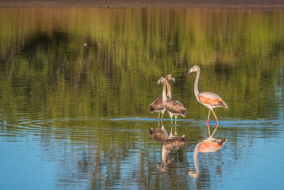Birds in a lake